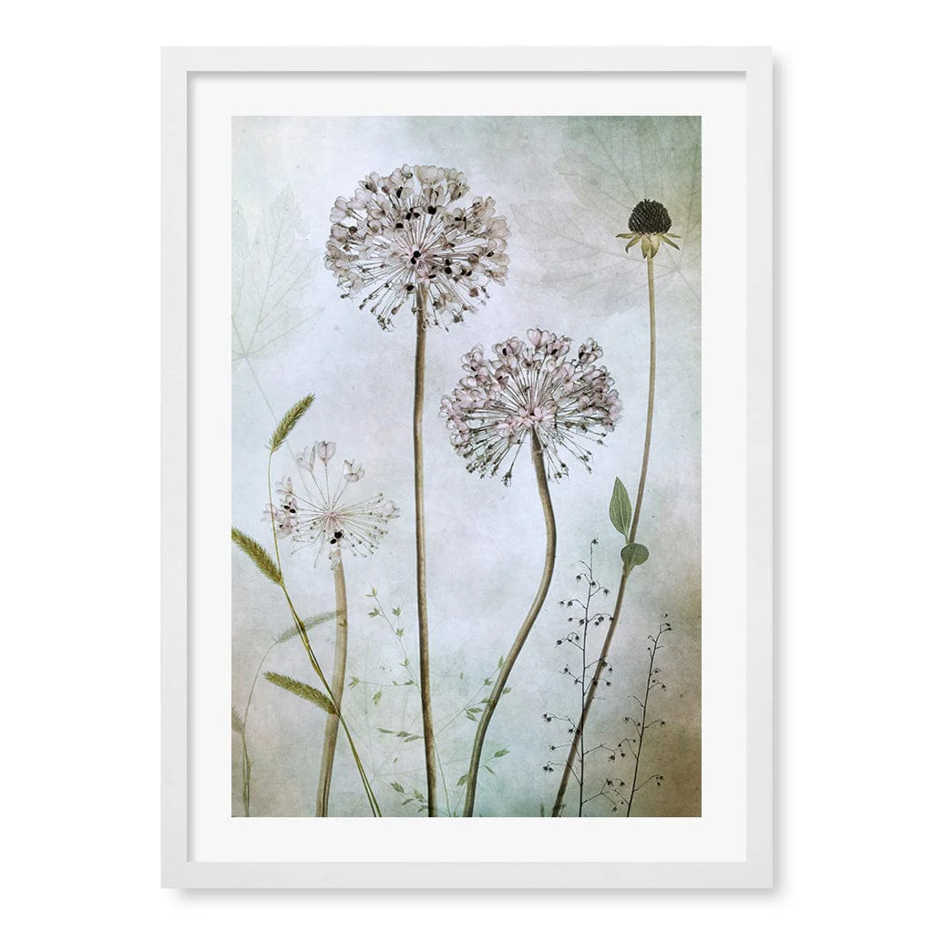Allium Floral Wall Art Print by Mandy Disher - Image 10