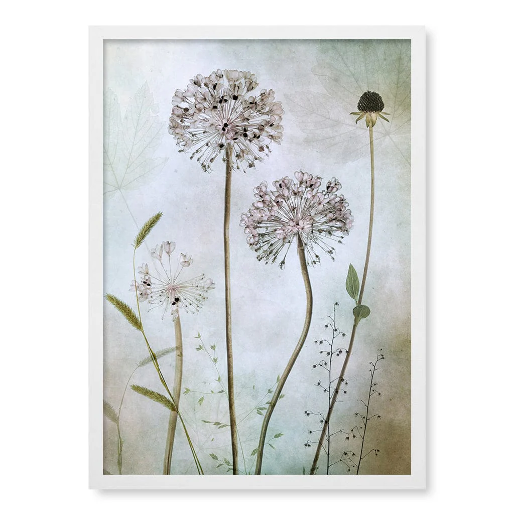 Allium Floral Wall Art Print by Mandy Disher - Image 11