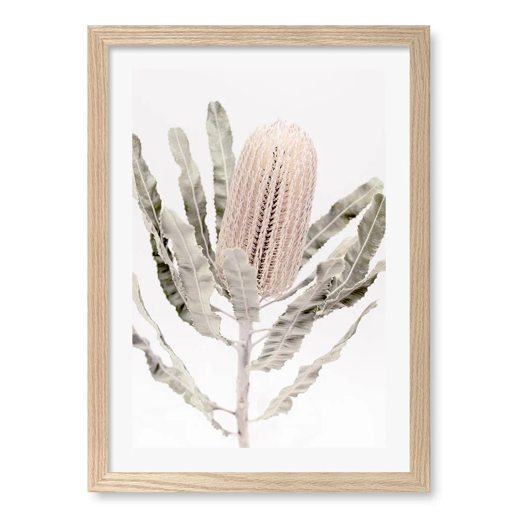 Banksia Wall Art Print – Australian Native Flower Artwork - Image 20