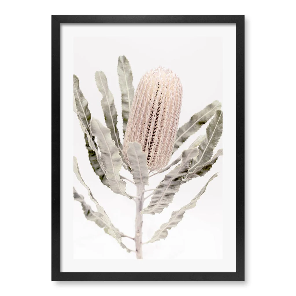 Banksia Wall Art Print – Australian Native Flower Artwork - Image 27