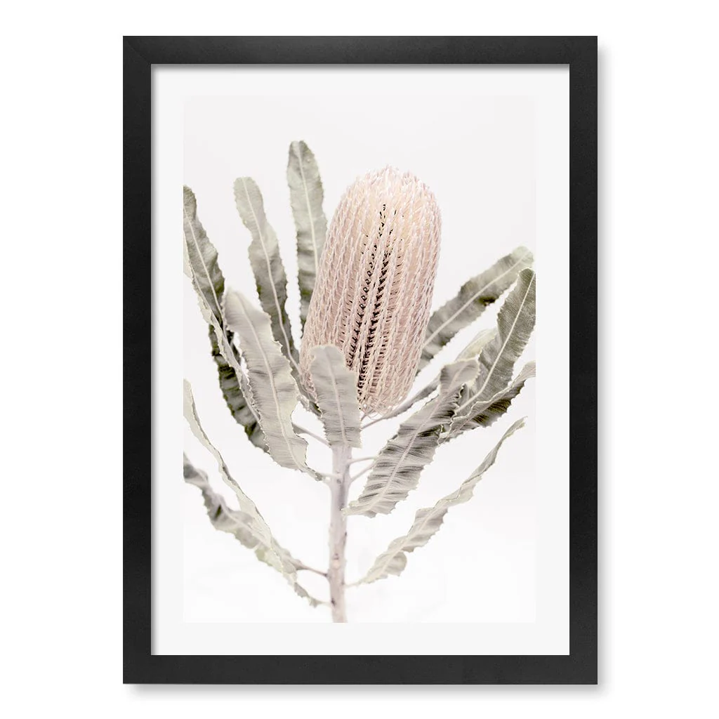 Banksia Wall Art Print – Australian Native Flower Artwork - Image 28