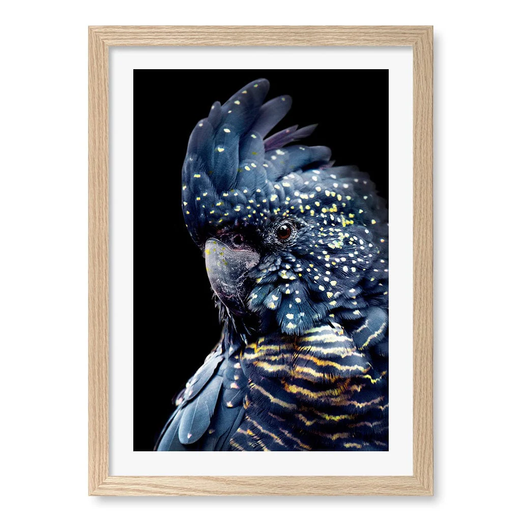 Black Cockatoo 2 Modern Wall Art Print - Image 11