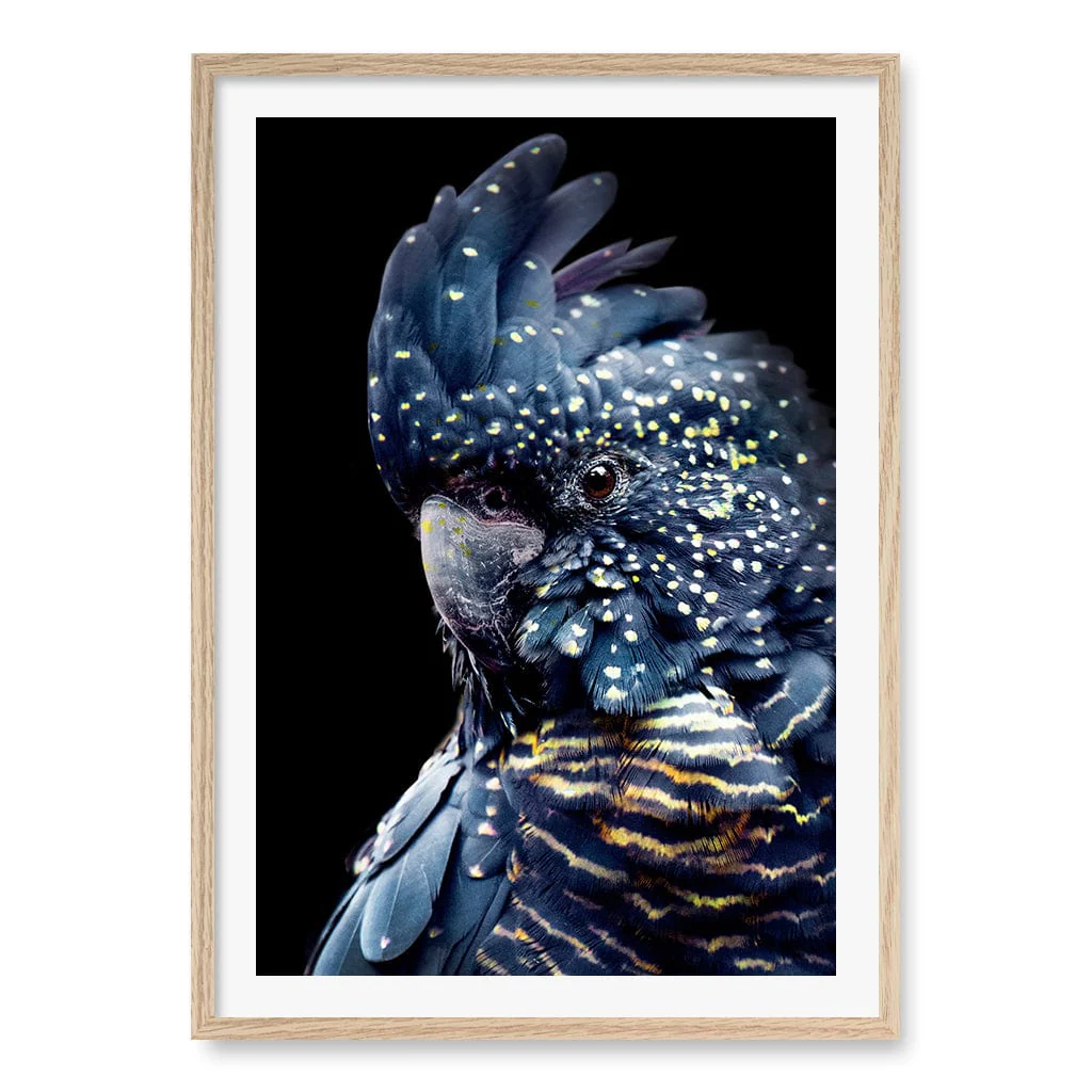 Black Cockatoo 2 Modern Wall Art Print - Image 13