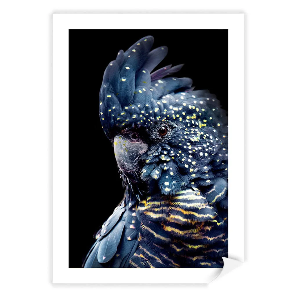 Black Cockatoo 2 Modern Wall Art Print - Image 14
