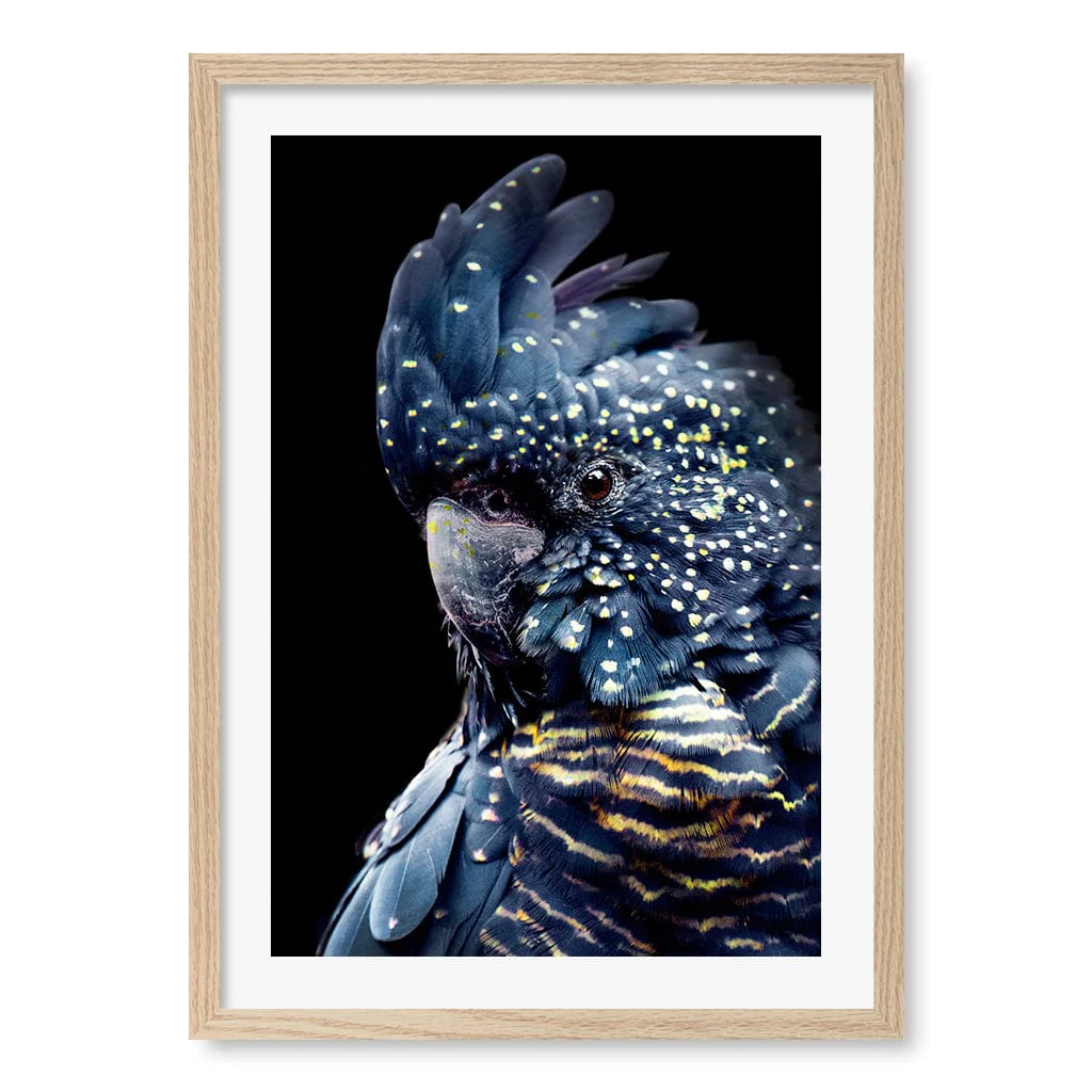 Black Cockatoo 2 Modern Wall Art Print - Image 21