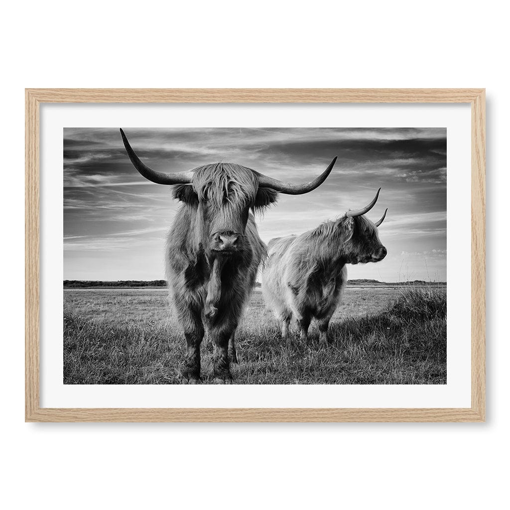 Majestic Highland Cows Wall Art Print