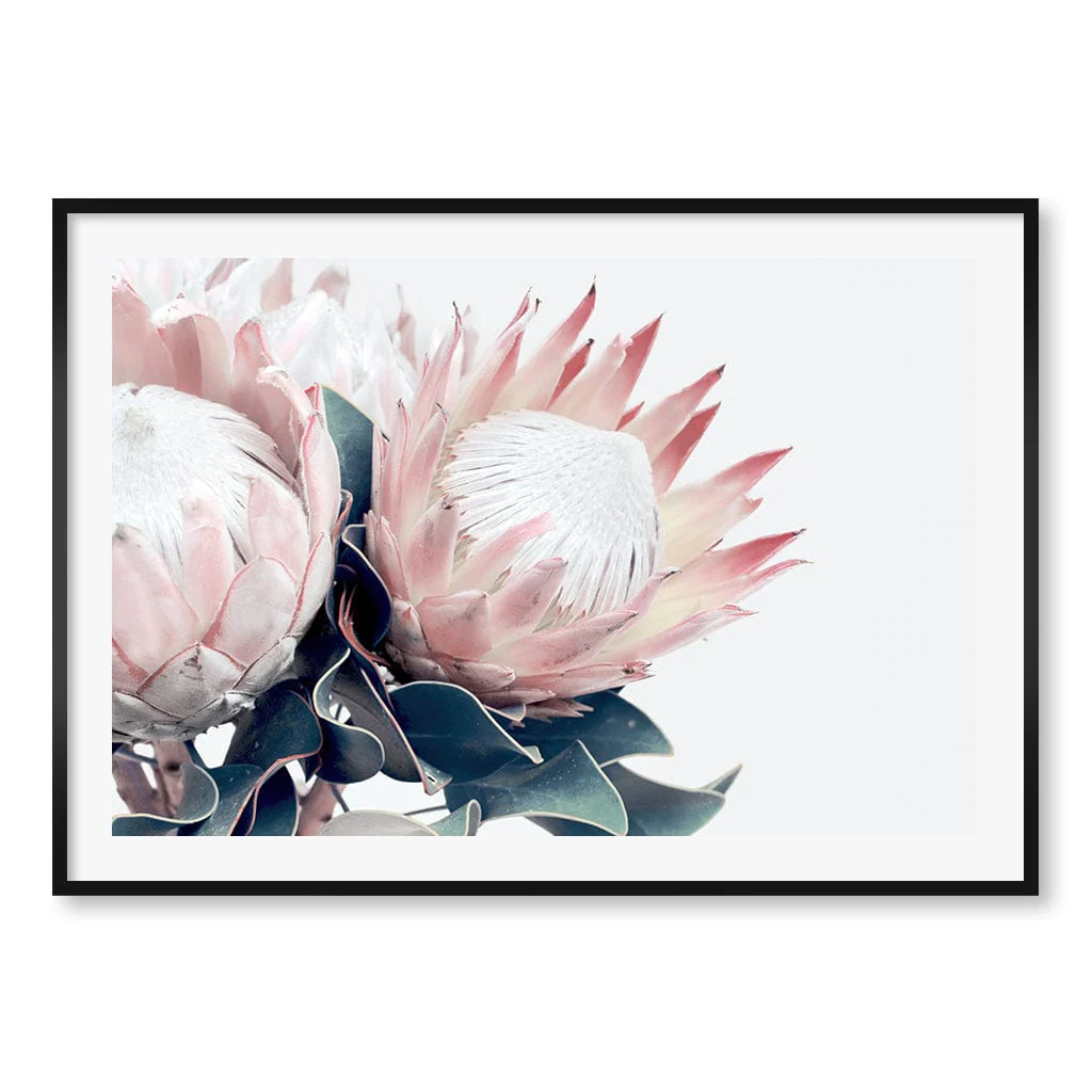 Protea Wall Art Print – Protea Flowers Botanical Artwork - Image 33