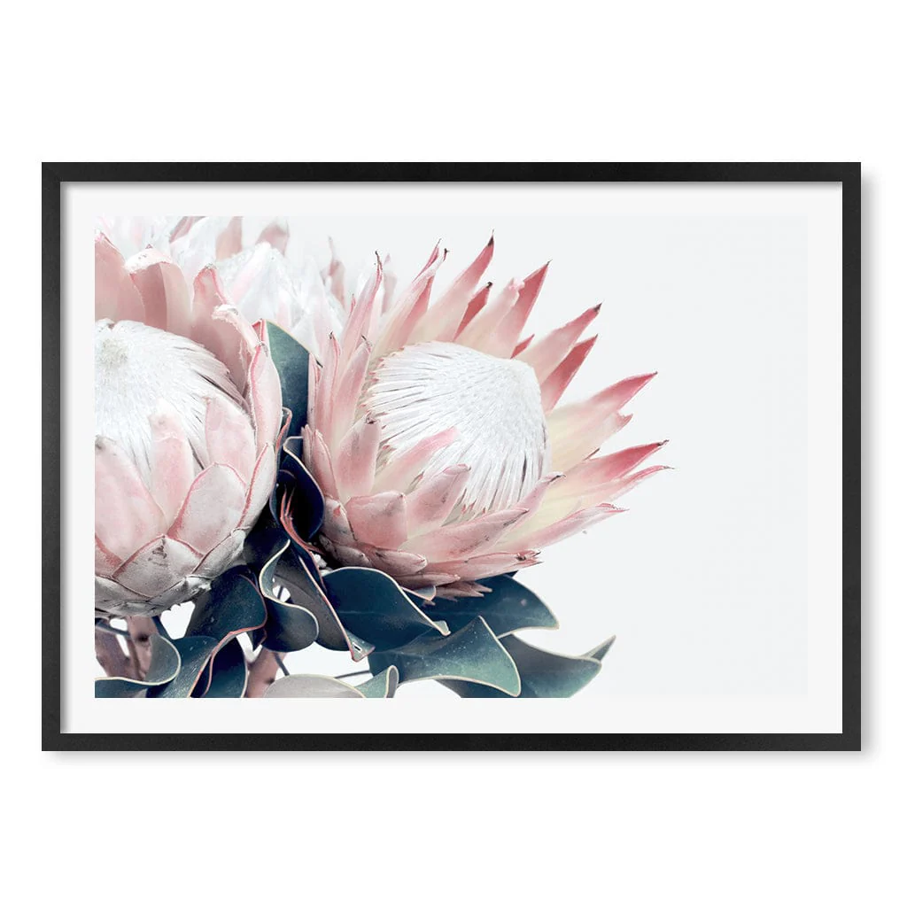 Protea Wall Art Print – Protea Flowers Botanical Artwork - Image 34