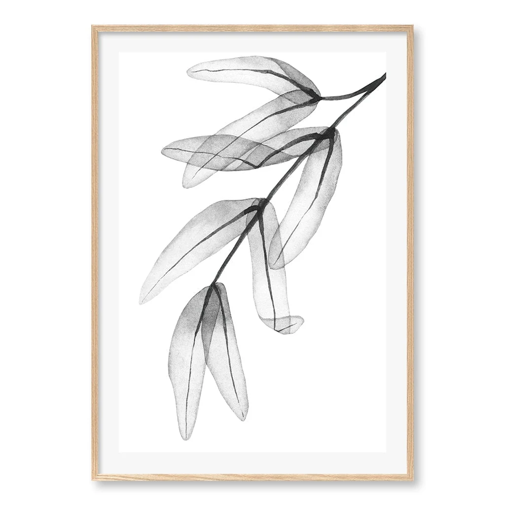 Transparent Eucalyptus Feather Leaves Wall Art Print - Image 21