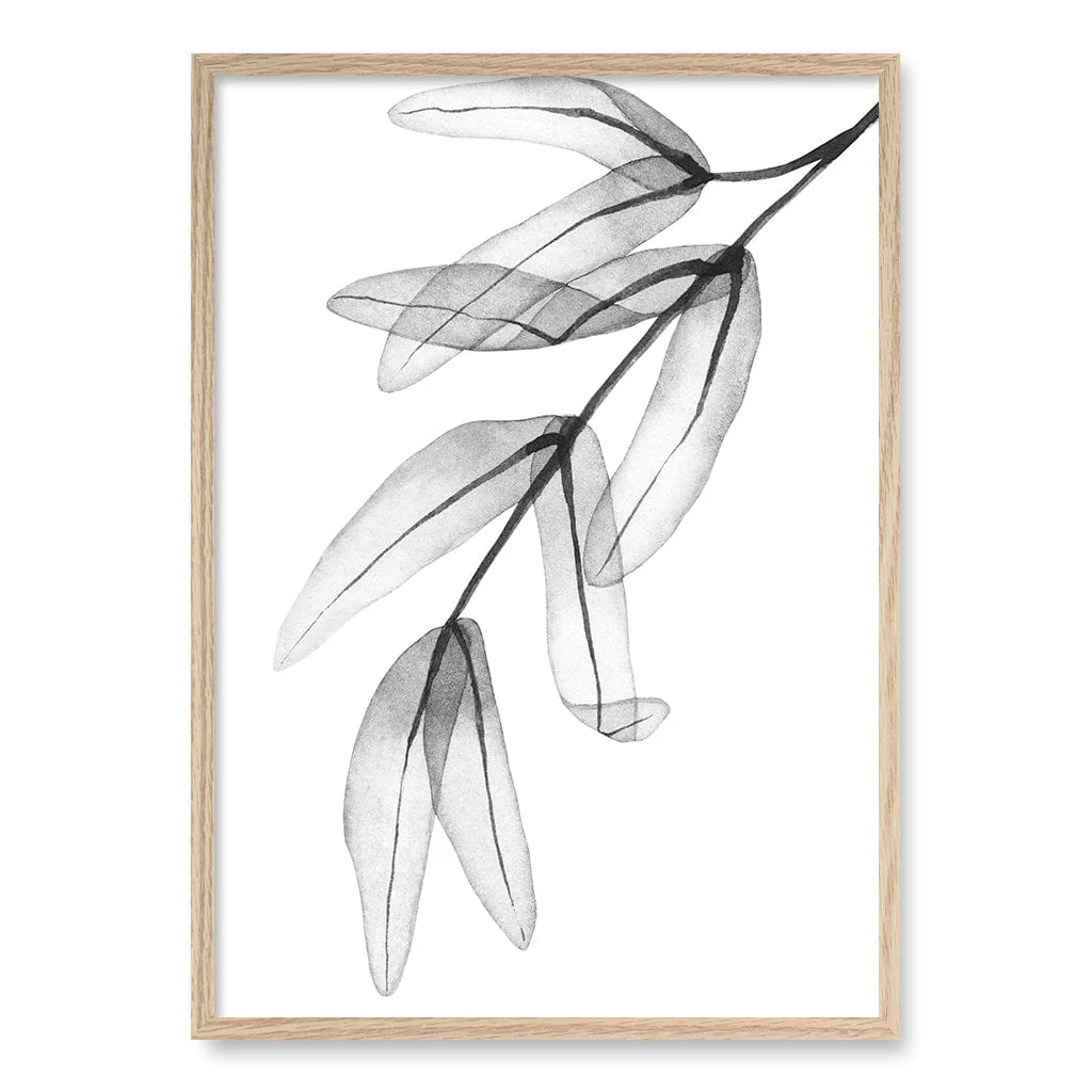 Transparent Eucalyptus Feather Leaves Wall Art Print - Image 26