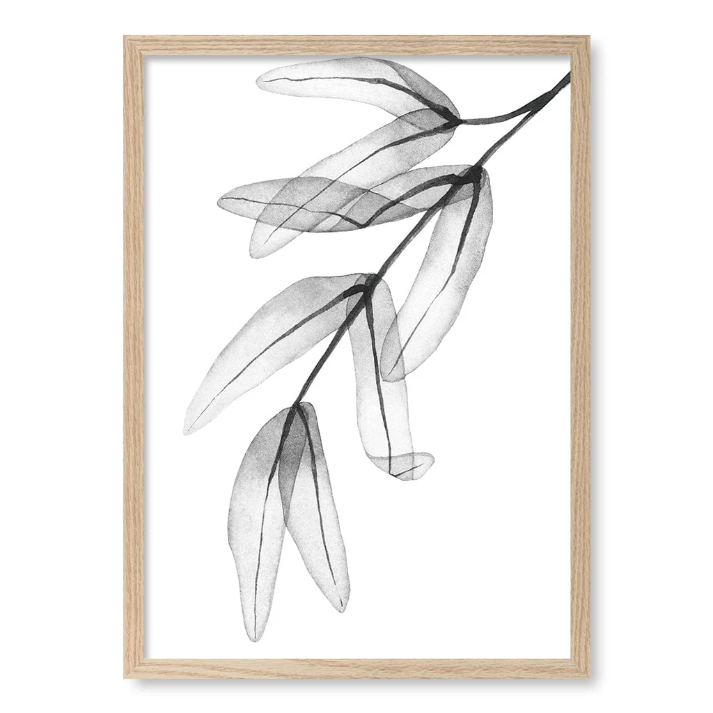 Transparent Eucalyptus Feather Leaves Wall Art Print - Image 27