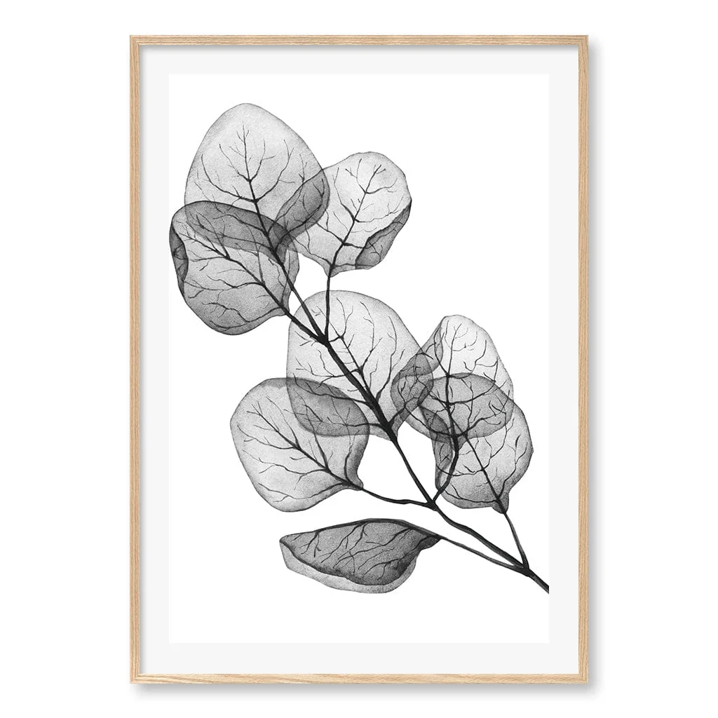 Transparent Eucalyptus Silver Dollar Leaves Wall Art Print - Image 21