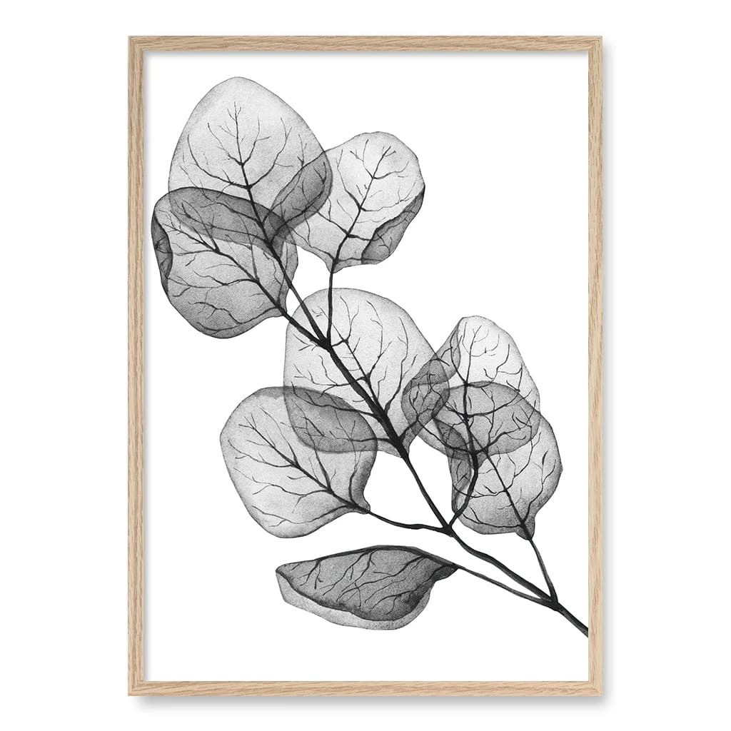 Transparent Eucalyptus Silver Dollar Leaves Wall Art Print - Image 26