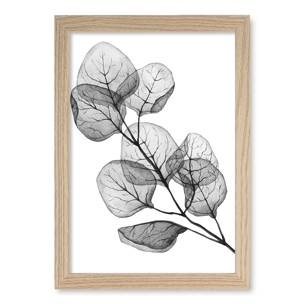 Transparent Eucalyptus Silver Dollar Leaves Wall Art Print - Image 29